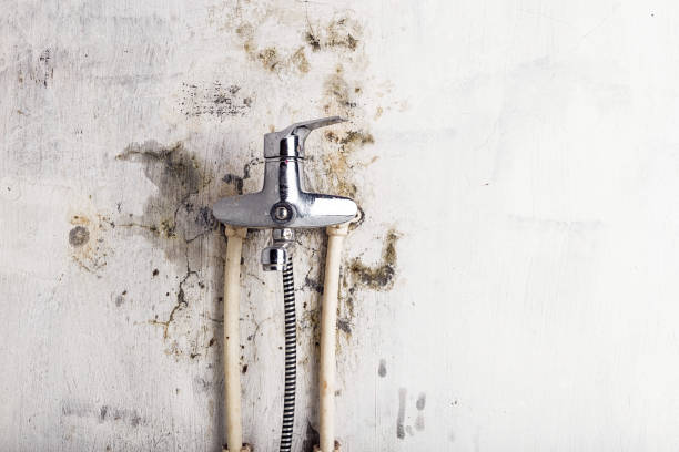 Best Black Mold Removal  in Pinehurst, MA