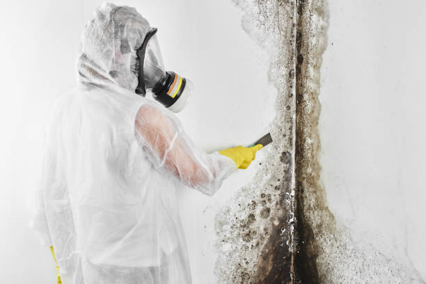 Best Professional Mold Removal  in Pinehurst, MA
