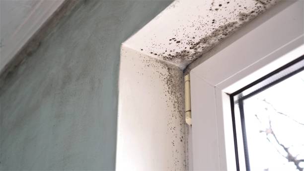 Best Local Mold Removal Service  in Pinehurst, MA