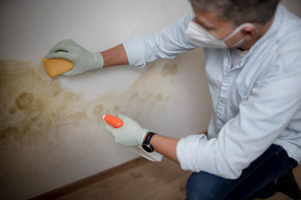 Best Toxic Mold Removal  in Pinehurst, MA