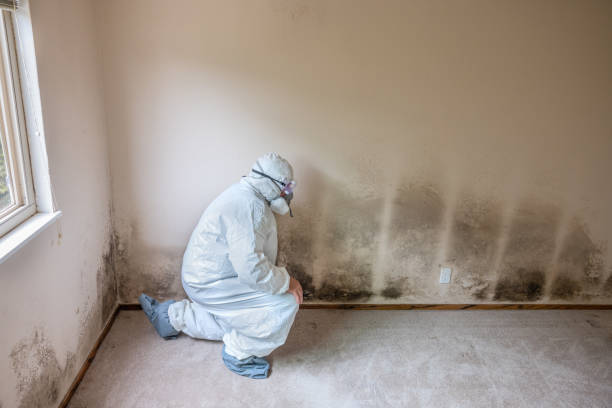 Best Residential Mold Removal  in Pinehurst, MA